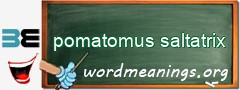 WordMeaning blackboard for pomatomus saltatrix